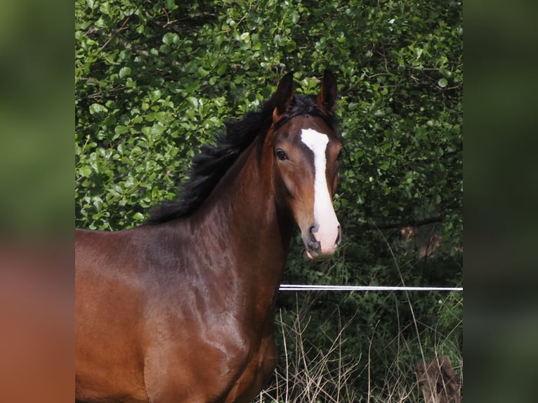 Oldenburgo Yegua 1 año 170 cm Castaño oscuro in Bramsche