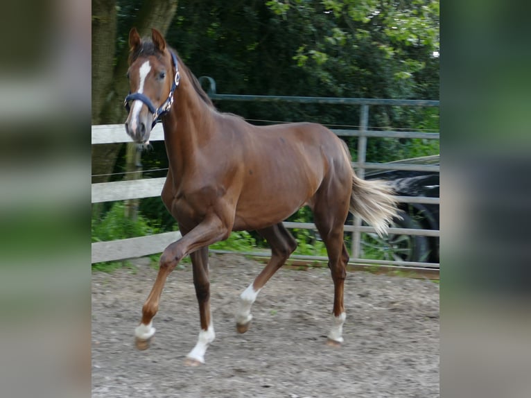 Oldenburgo Yegua 1 año 172 cm Alazán-tostado in Greifenstein