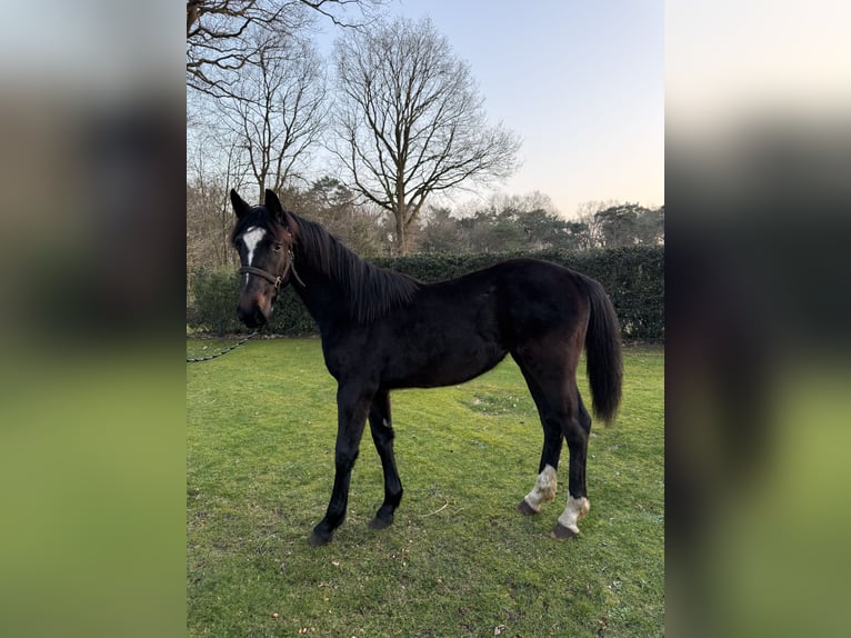 Oldenburgo Mestizo Yegua 1 año 175 cm Castaño oscuro in Laar