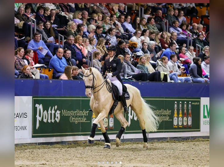Oldenburgo Yegua 1 año 175 cm Palomino in gl&#xFC;cksburg