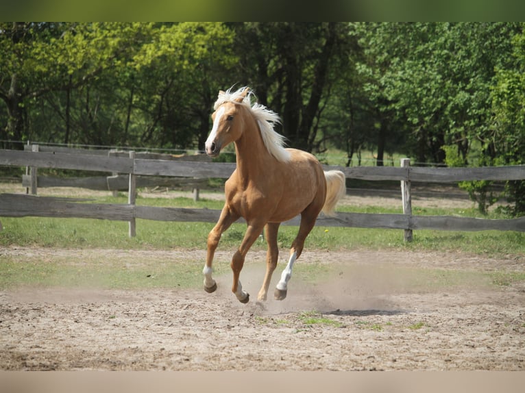 Oldenburgo Yegua 1 año 175 cm Palomino in gl&#xFC;cksburg