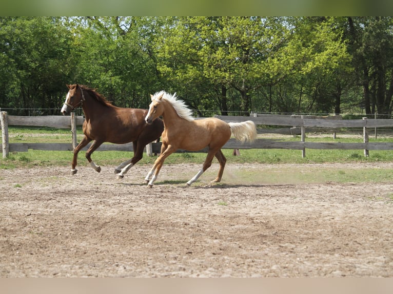 Oldenburgo Yegua 1 año 175 cm Palomino in gl&#xFC;cksburg