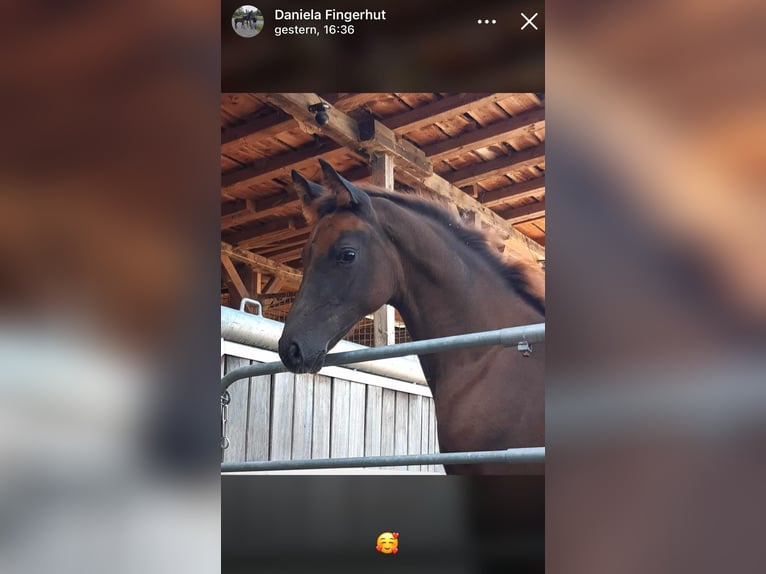 Oldenburgo Yegua 1 año Alazán-tostado in Dillenburg