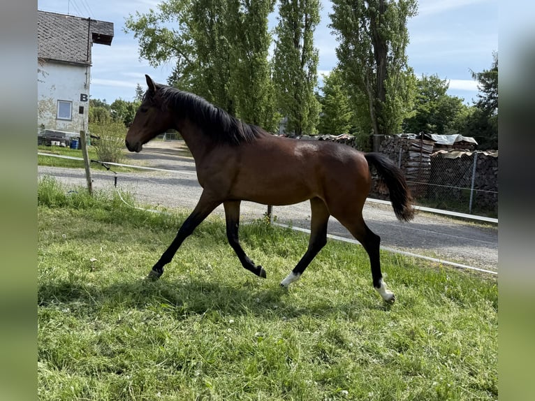 Oldenburgo Yegua 1 año Castaño in Bu&#x161;ovice