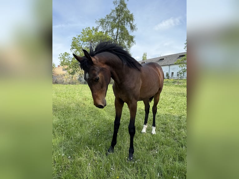 Oldenburgo Yegua 1 año Castaño in Bu&#x161;ovice