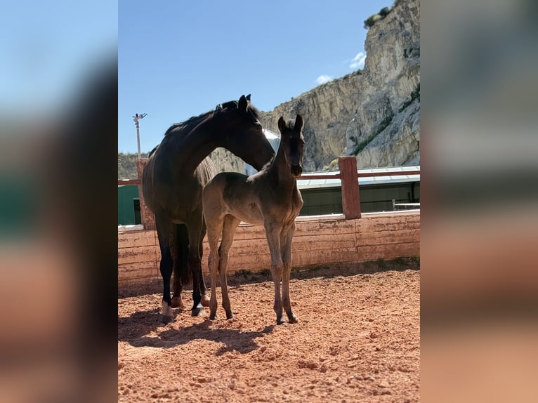 Oldenburgo Yegua 1 año Negro in Fuendetodos