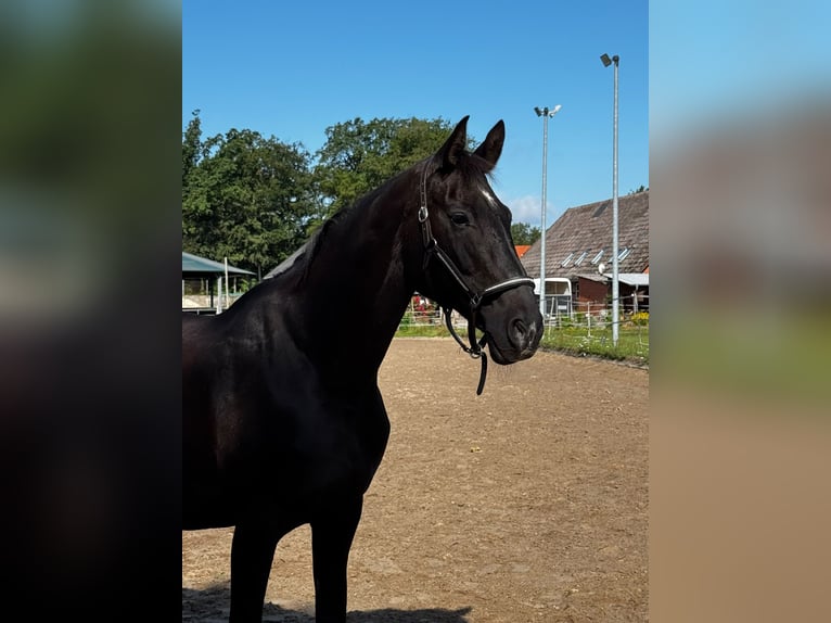 Oldenburgo Yegua 20 años 164 cm Negro in Overath