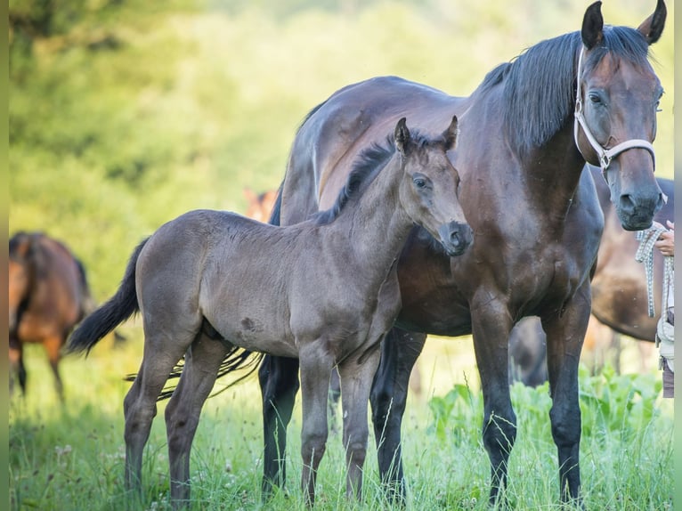 Oldenburgo Yegua 21 años 168 cm Castaño oscuro in Flieden