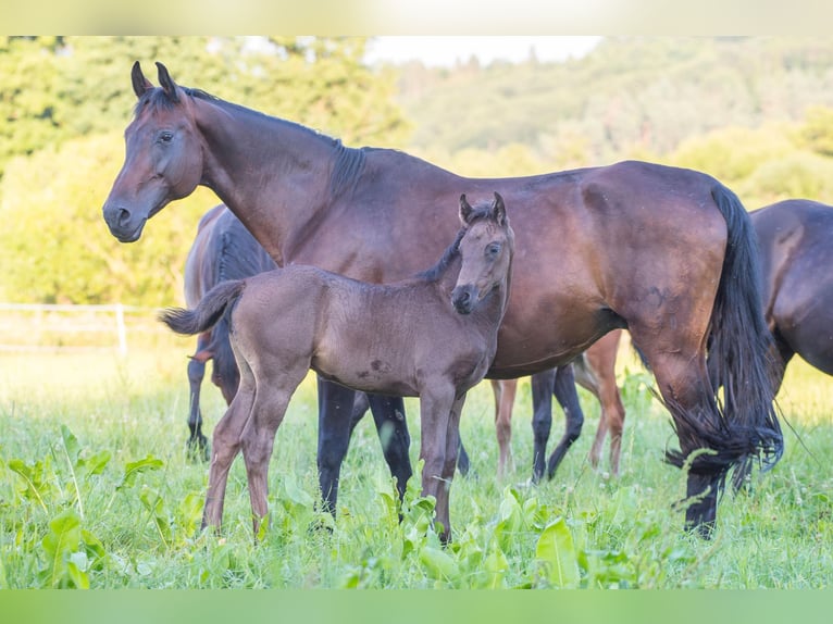 Oldenburgo Yegua 21 años 168 cm Castaño oscuro in Flieden
