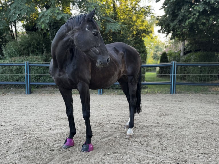 Oldenburgo Yegua 23 años 163 cm Castaño oscuro in Vechelde