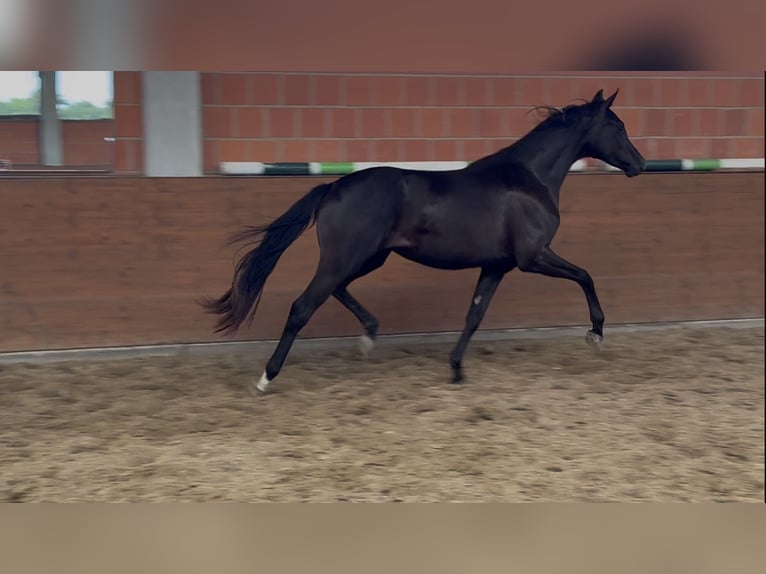 Oldenburgo Yegua 2 años 165 cm Negro in Langwedel