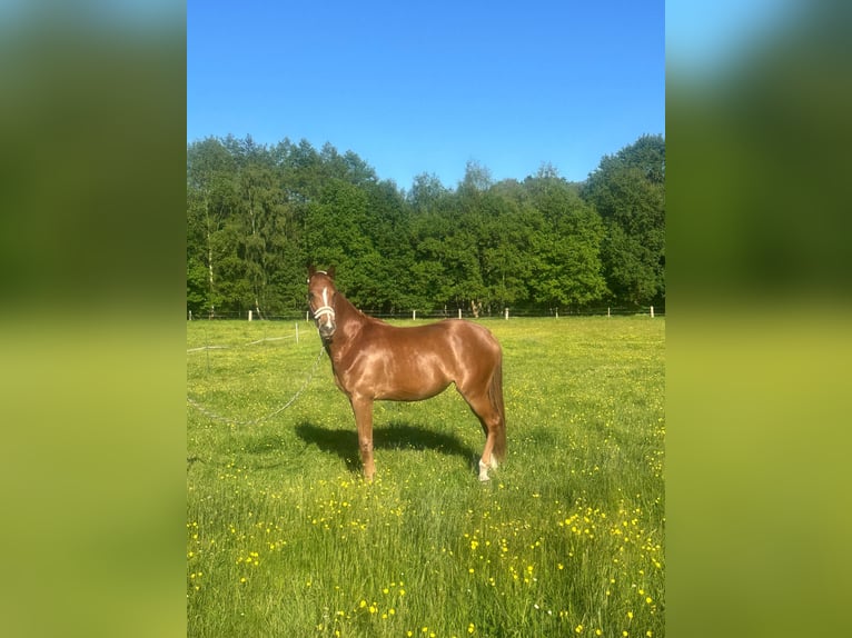 Oldenburgo Yegua 2 años 166 cm Alazán-tostado in Edewecht