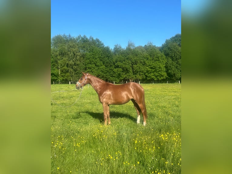 Oldenburgo Yegua 2 años 166 cm Alazán-tostado in Edewecht