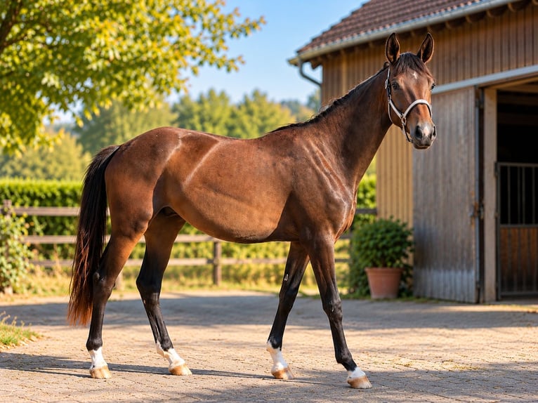 Oldenburgo Yegua 2 años 168 cm Castaño in Erbach
