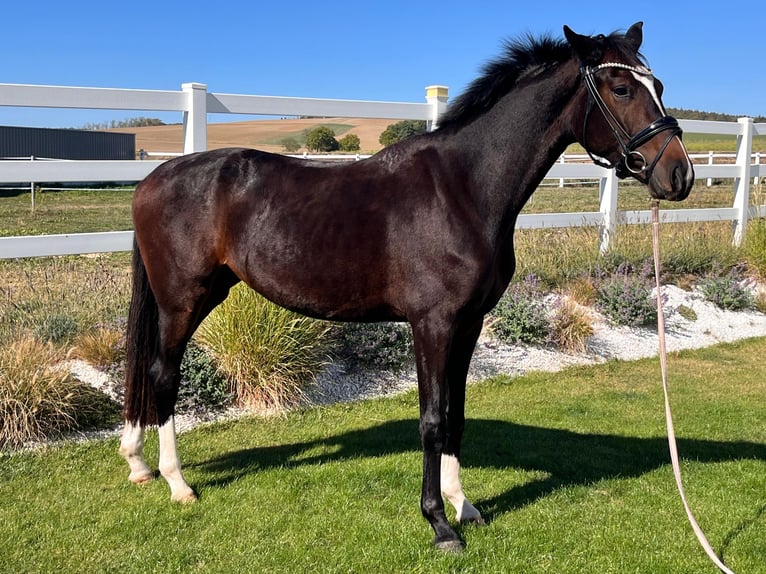 Oldenburgo Yegua 2 años 168 cm Morcillo in Ritzing