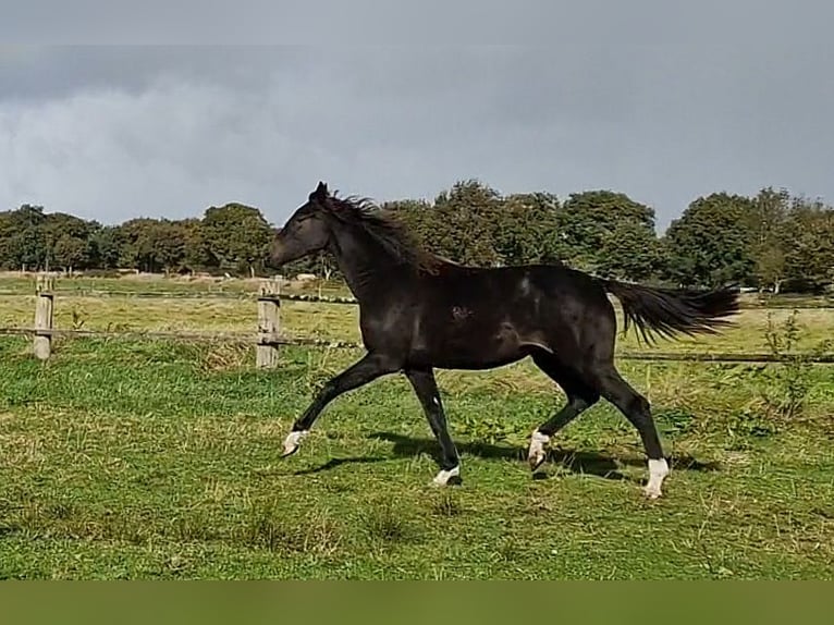 Oldenburgo Yegua 2 años 173 cm Morcillo in Wittmund