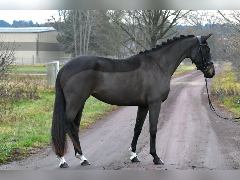 Oldenburgo Yegua 3 años 156 cm Castaño oscuro in Kamern