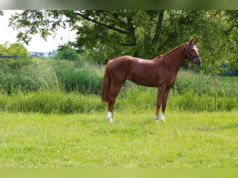Oldenburgo Yegua 3 años 162 cm Alazán in Weiterstadt
