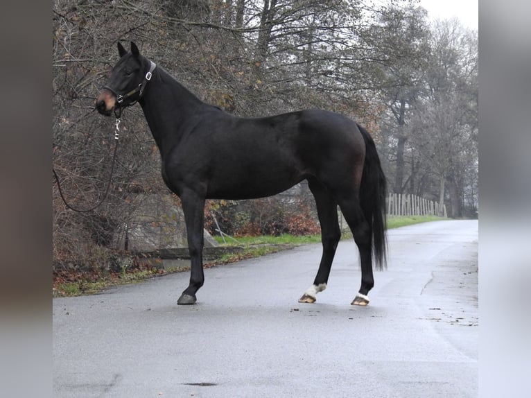 Oldenburgo Yegua 3 años 162 cm Castaño oscuro in Verl