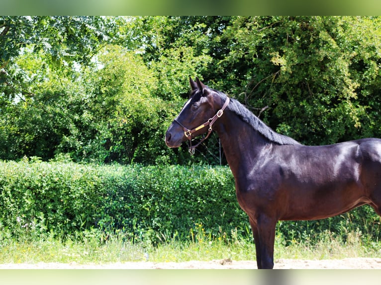 Oldenburgo Yegua 3 años 162 cm Negro in Ro&#xDF;dorf