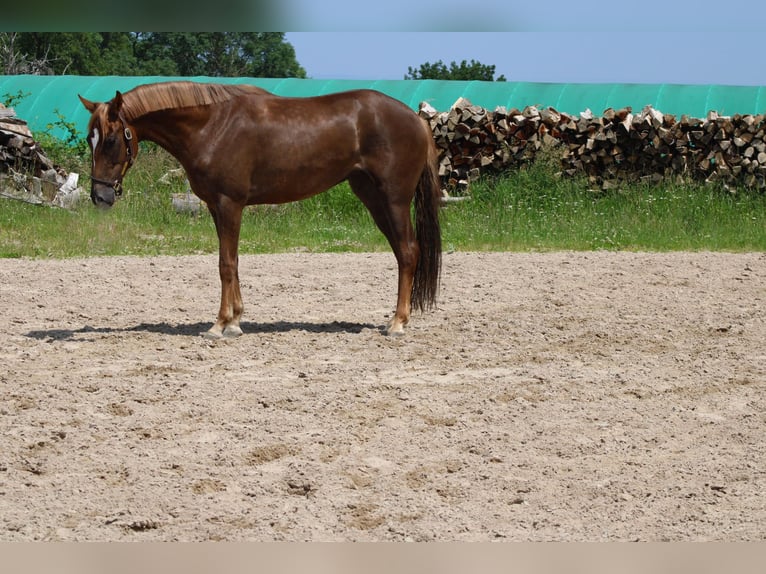 Oldenburgo Yegua 3 años 163 cm Alazán in Ro&#xDF;dorf