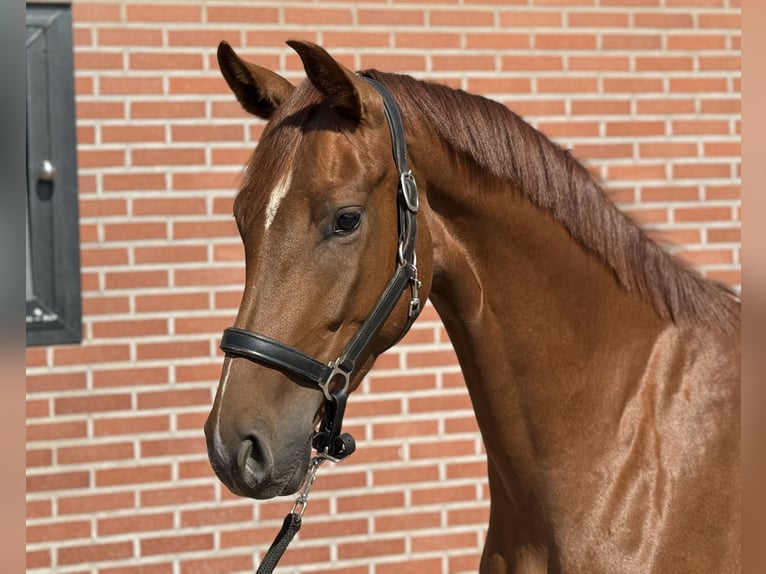 Oldenburgo Yegua 3 años 163 cm Alazán-tostado in Zieuwent
