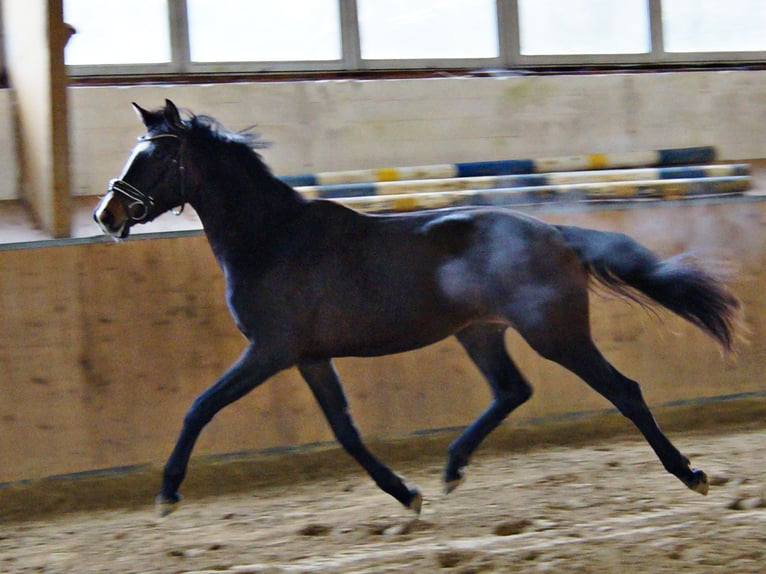 Oldenburgo Yegua 3 años 163 cm Castaño oscuro in Erkrath