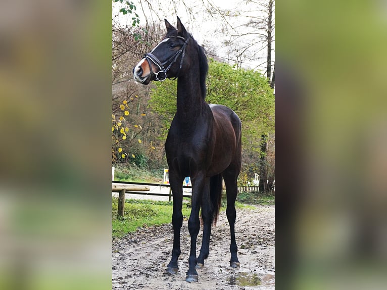 Oldenburgo Yegua 3 años 163 cm Castaño oscuro in Erkrath