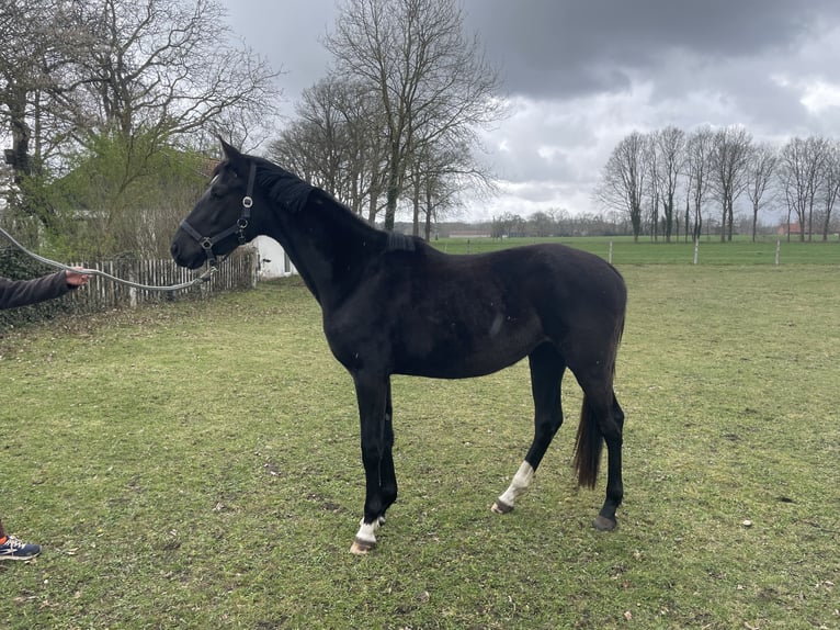 Oldenburgo Yegua 3 años 163 cm Negro in Raddestorf