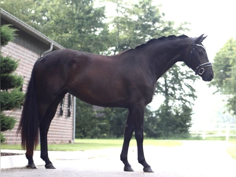 Oldenburgo Yegua 3 años 163 cm Negro in Berne