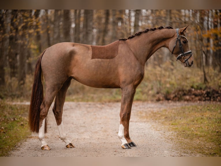 Oldenburgo Yegua 3 años 164 cm Alazán-tostado in Wehringen