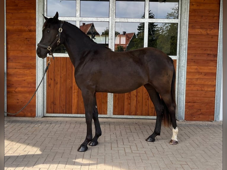 Oldenburgo Yegua 3 años 164 cm Negro in Sondershausen