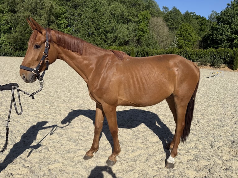 Oldenburgo Yegua 3 años 165 cm Alazán in Petershagen