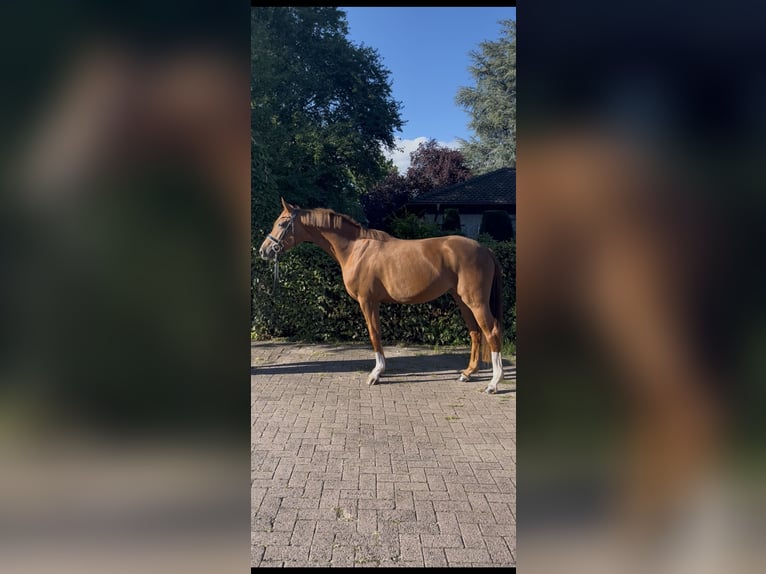 Oldenburgo Yegua 3 años 165 cm Alazán in Vechta