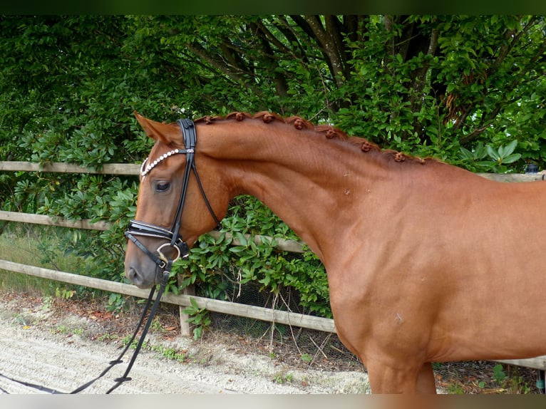 Oldenburgo Yegua 3 años 165 cm Alazán in Drantum