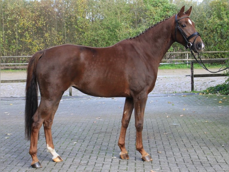 Oldenburgo Yegua 3 años 165 cm Alazán-tostado in Gronau (Westfalen)