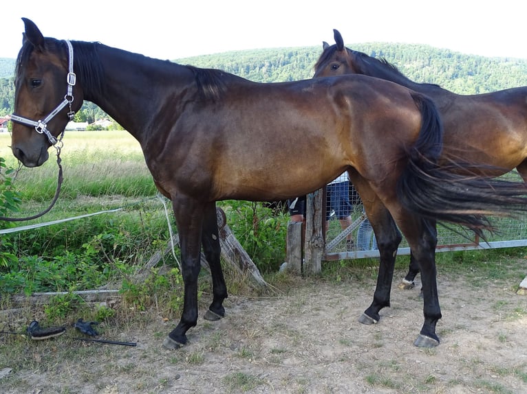 Oldenburgo Yegua 3 años 165 cm Castaño in Fuldatal