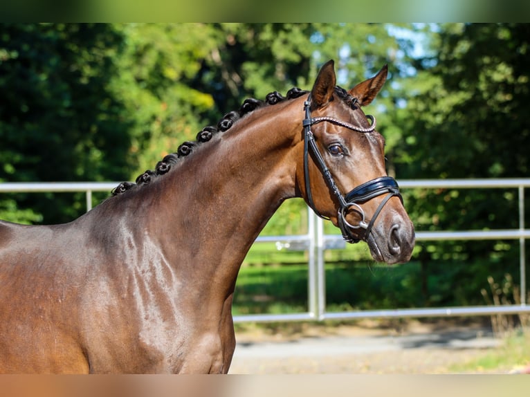 Oldenburgo Yegua 3 años 165 cm Castaño in Lienen
