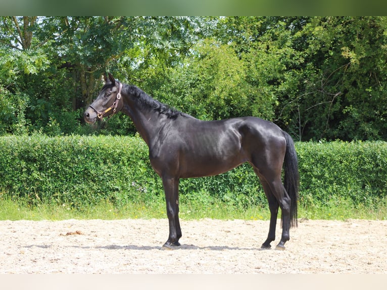 Oldenburgo Yegua 3 años 165 cm Castaño oscuro in Ro&#xDF;dorf