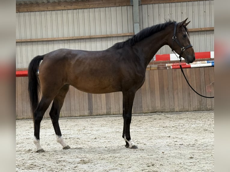 Oldenburgo Yegua 3 años 165 cm Castaño oscuro in Zieuwent