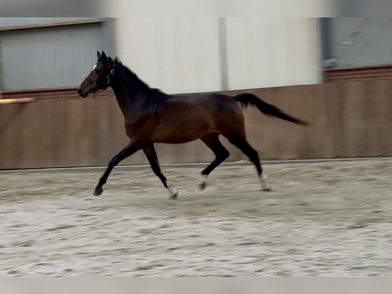 Oldenburgo Yegua 3 años 165 cm Castaño oscuro in Zieuwent