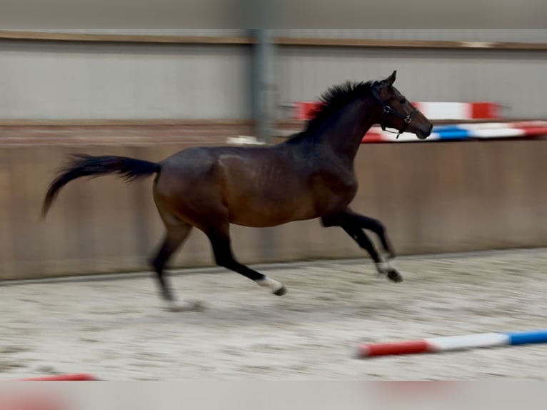 Oldenburgo Yegua 3 años 165 cm Castaño oscuro in Zieuwent