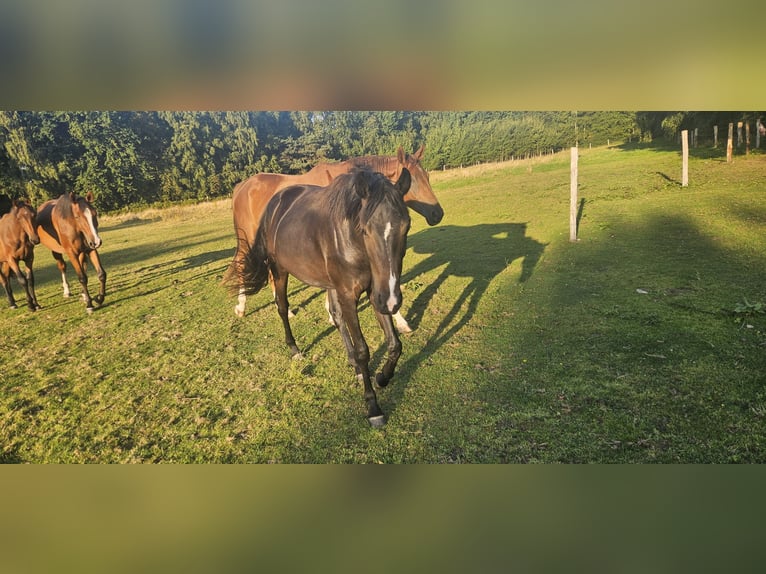 Oldenburgo Yegua 3 años 165 cm Castaño oscuro in Uetze