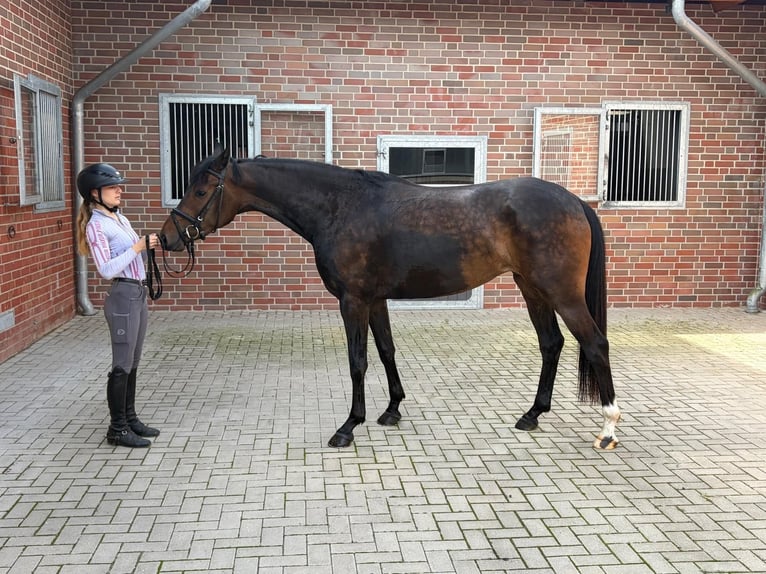 Oldenburgo Yegua 3 años 165 cm Morcillo in Neuenkirchen-Vörden