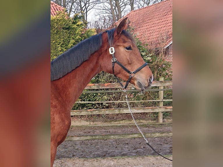 Oldenburgo Yegua 3 años 166 cm Castaño in Damme