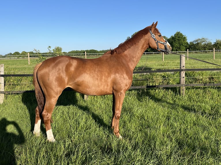 Oldenburgo Yegua 3 años 167 cm Alazán in Werlte