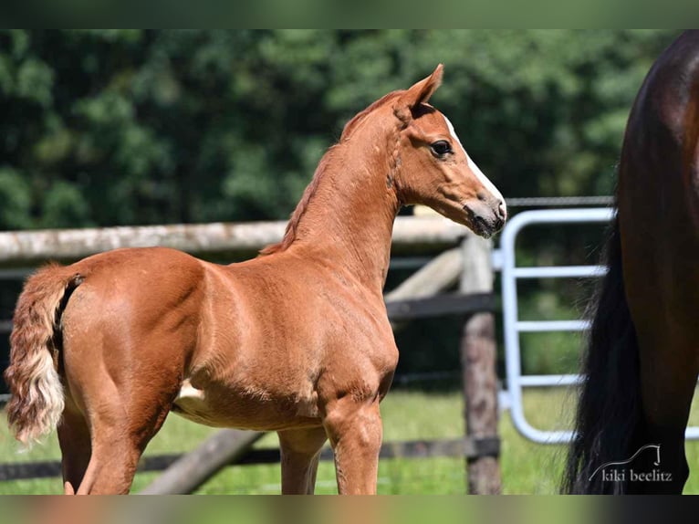 Oldenburgo Yegua 3 años 167 cm Alazán in Werlte