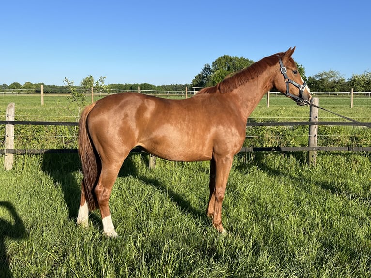 Oldenburgo Yegua 3 años 167 cm Alazán in Werlte
