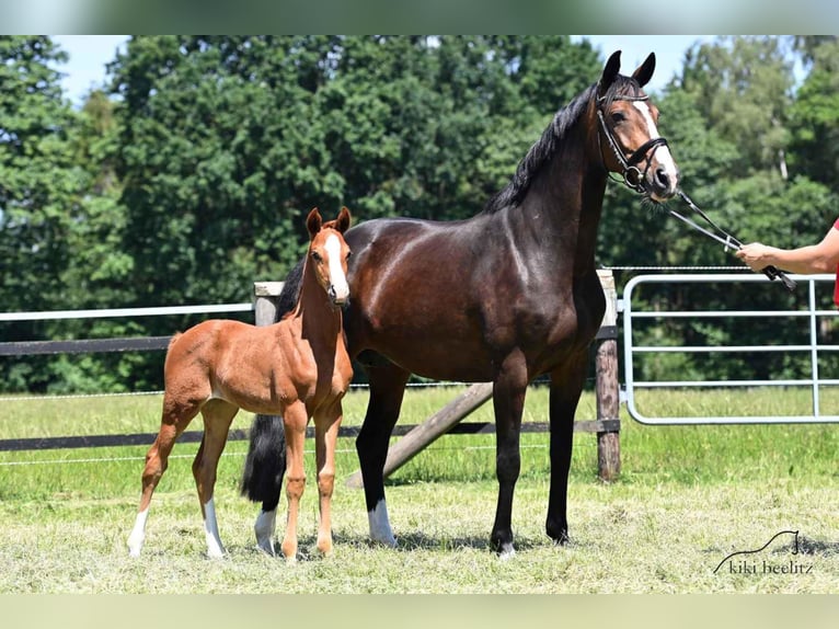 Oldenburgo Yegua 3 años 167 cm Alazán in Werlte