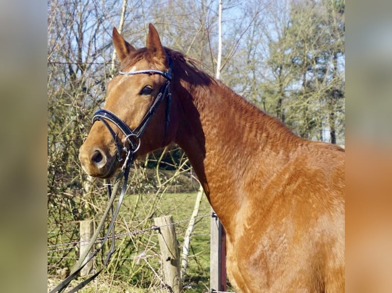 Oldenburgo Yegua 3 años 167 cm Alazán in Westerstede